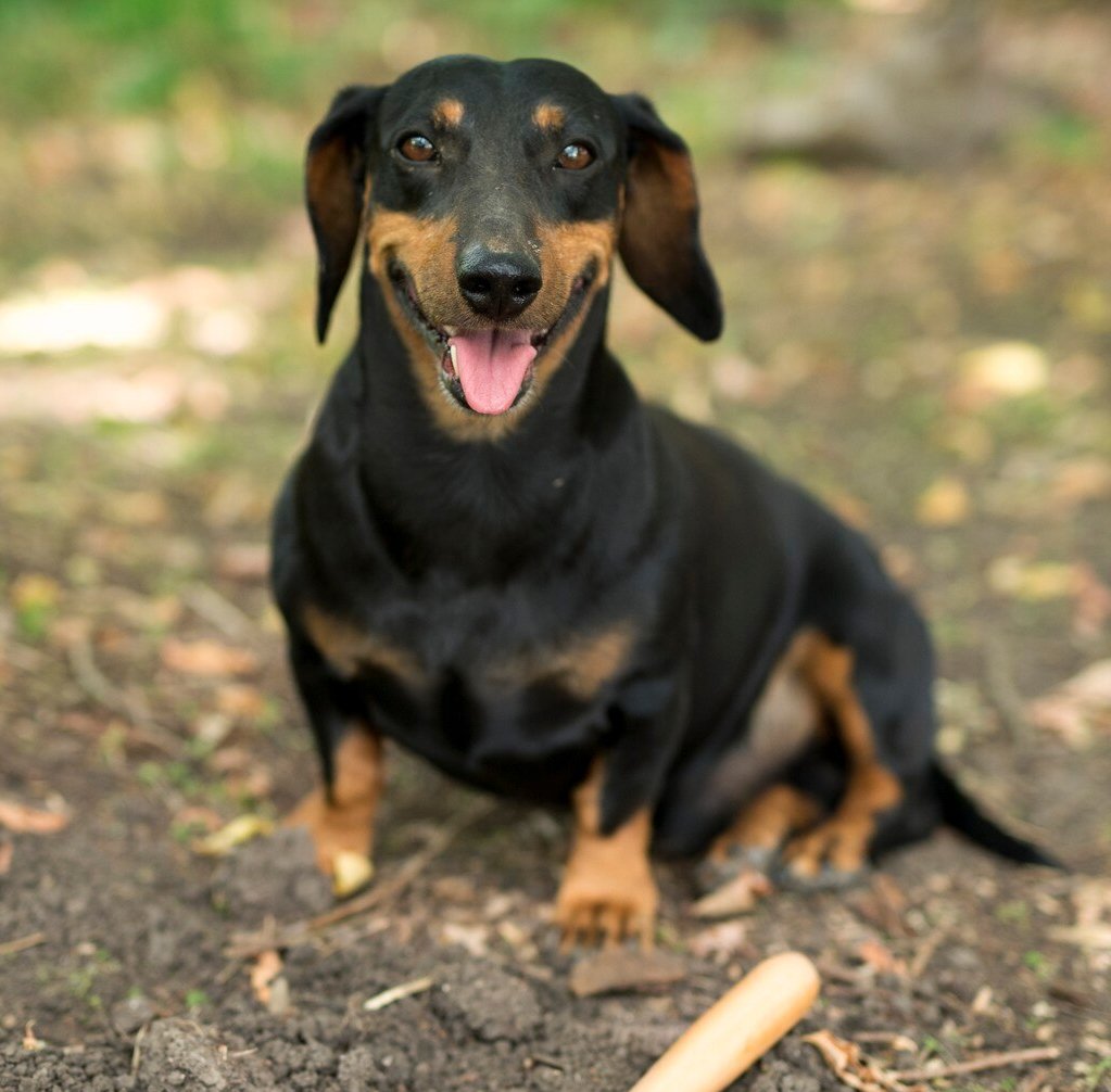 mora perro salchicha